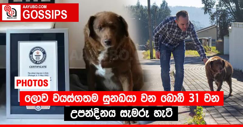 ලොව වයස්ගතම සුනඛයා වන බොබී 31 වන උපන්දිනය සැමරූ හැටි (PHOTOS)