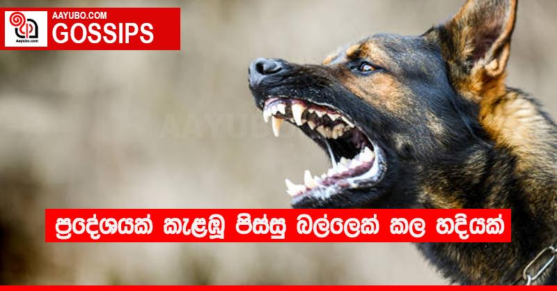 ප්‍රදේශයක් කැළඹූ පිස්සු බල්ලෙක් කල හදියක්