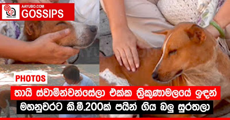 තායි ස්වාමීන්වන්සේලා එක්ක ත්‍රිකුණාමලයේ ඉඳන් මහනුවරට කි.මී.200ක් පයින් ගිය බලු‍ සුරතලා (PHOTOS)