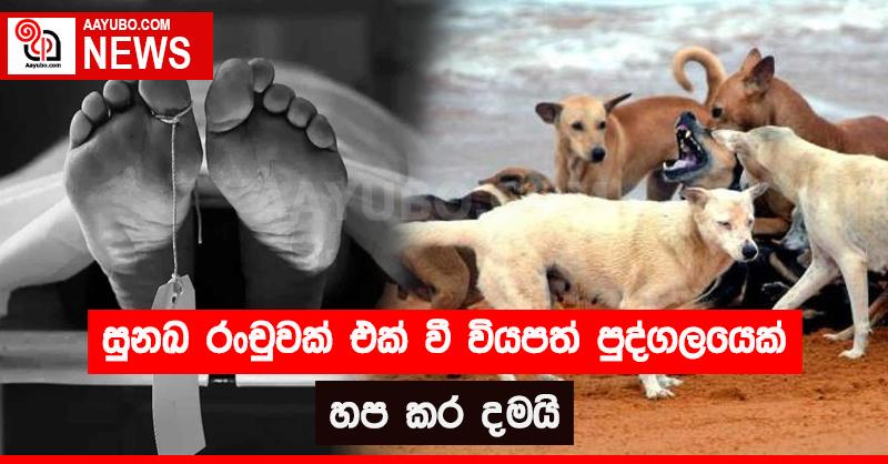 සුනඛ රංචුවක් එක් වී වියපත් පුද්ගලයෙක් හප කර දමයි 