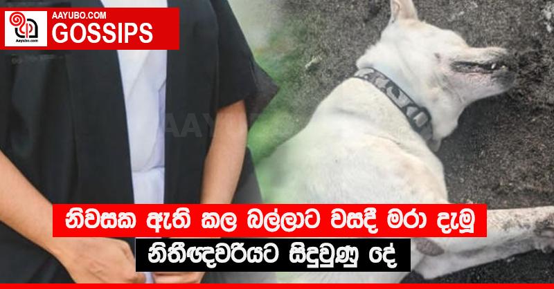 නිවසක ඇති කල බල්ලාට වසදී මරා දැමූ නිතීඥවරියට සිදුවුණු දේ