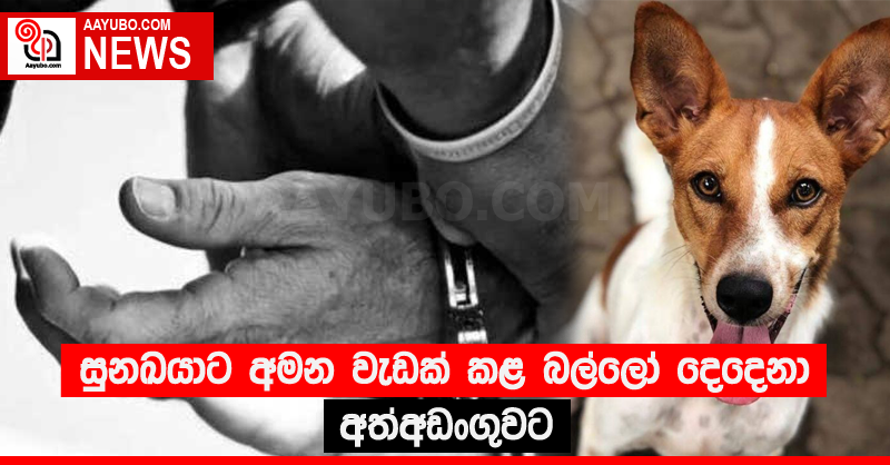 සුනඛයාට අමන වැඩක් කළ “බල්ලෝ” දෙදෙනා අත්අඩංගුවට