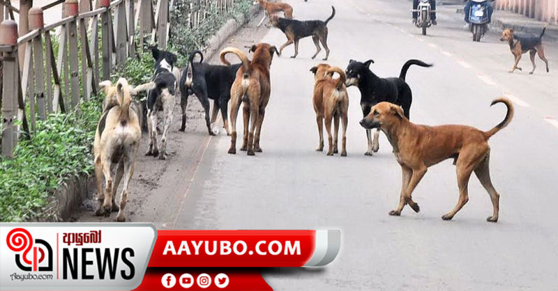 ශ්‍රී ලංකාව තුළ සුනඛයින් ලක්ෂ 30ක් !