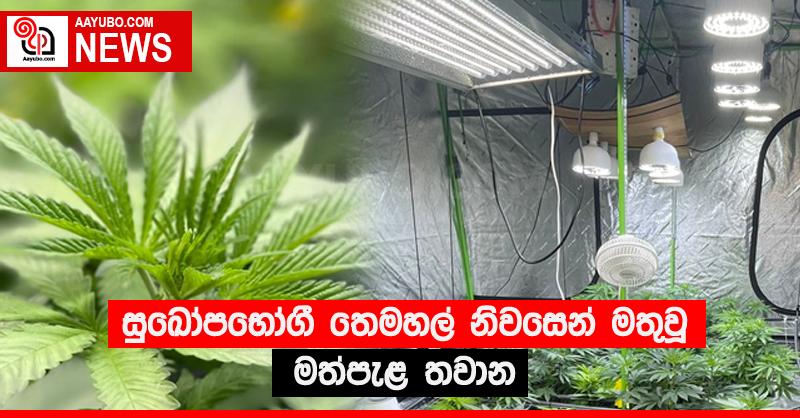 සුඛෝපභෝගී තෙමහල් නිවසෙන් මතුවූ මත්පැළ තවාන