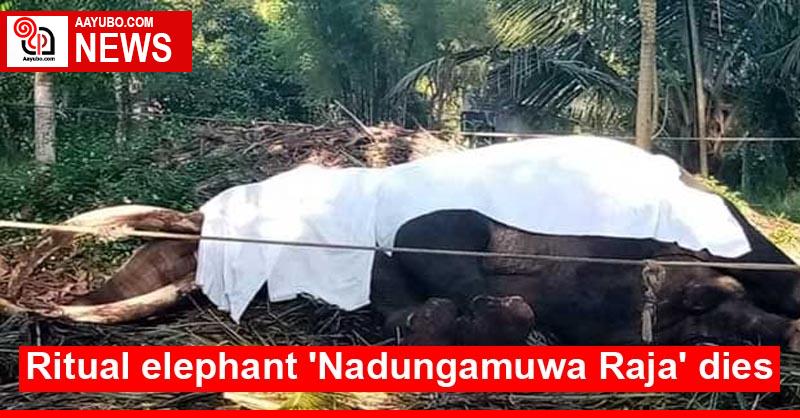 Ritual elephant 'Nadungamuwa Raja' dies