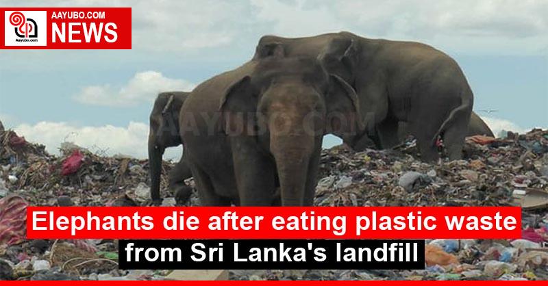 Elephants die after eating plastic waste from Sri Lanka's landfill