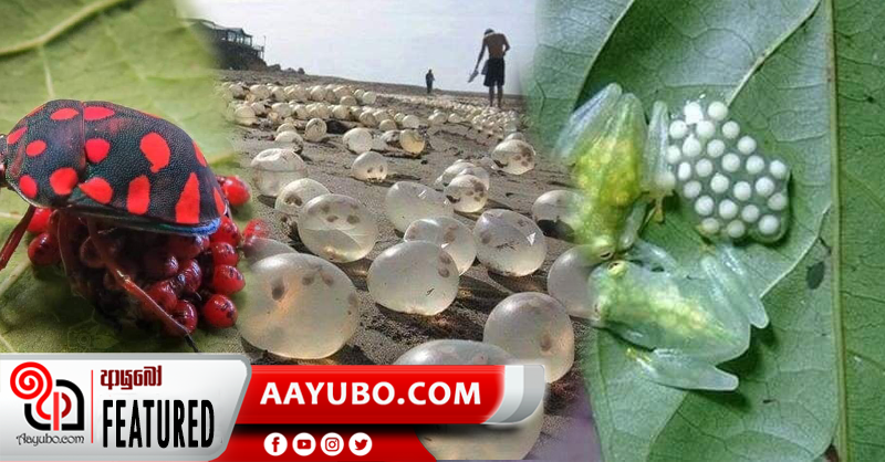 සත්ව ලෝකයේ බිත්තර මඟින් බෝවන සත්ව විශේෂ කිහිපයක්  (PHOTOS)