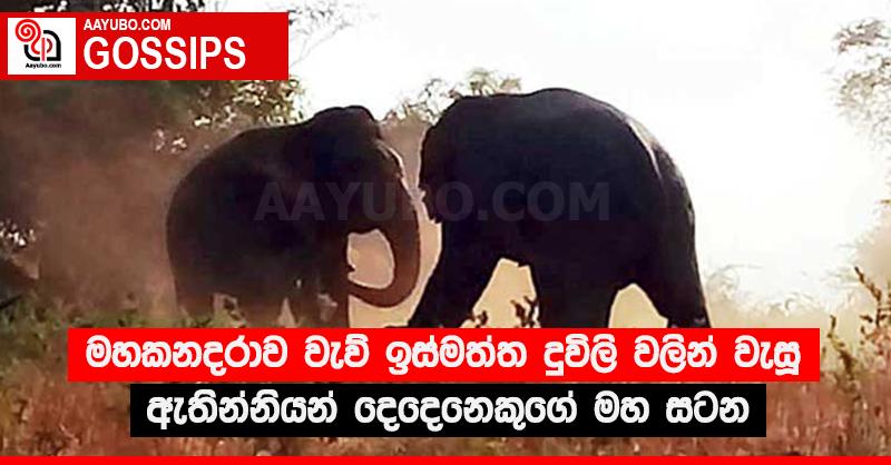 මහකනදරාව වැව් ඉස්මත්ත දූවිලි වලින් වැසූ ඇතින්නියන් දෙදෙනෙකුගේ මහ සටන