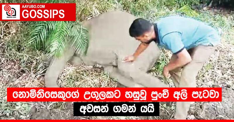 නොමිනිසෙකුගේ උගුලකට හසුවූ පුංචි අලි පැටවා අවසන් ගමන් යයි
