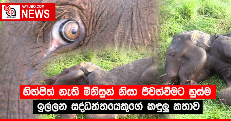 හිත්පිත් නැති මිනිසුන් නිසා ජීවත්වීමට හුස්ම ඉල්ලන සද්ධන්තයෙකුගේ කඳුලු කතාව