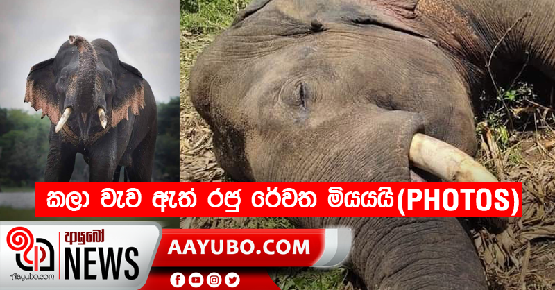 කලා වැව ඇත් රජු රේවත මියයයි (PHOTOS)