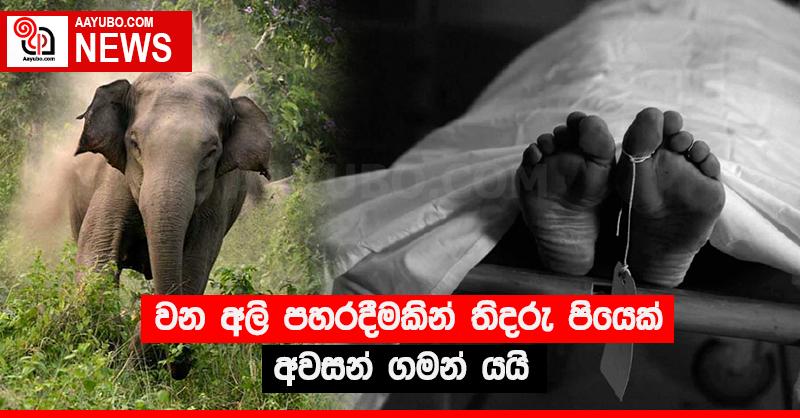 වන අලි පහරදීමකින් තිදරු පියෙක් අවසන් ගමන් යයි
