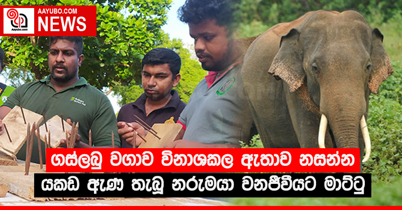 ගස්ලබු වගාව විනාශකල ඇතාව නසන්න යකඩ ඇණ තැබූ නරුමයා වනජීවීයට මාට්ටු