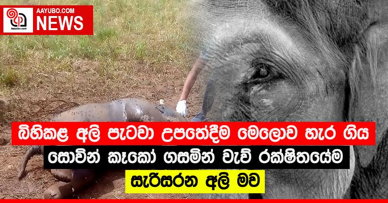 බිහිකළ අලි පැටවා උපතේදීම මෙලොව හැර ගිය සොවින් කෑකෝ ගසමින් වැව් රක්ෂිතයේම සැරිසරන අලි මව