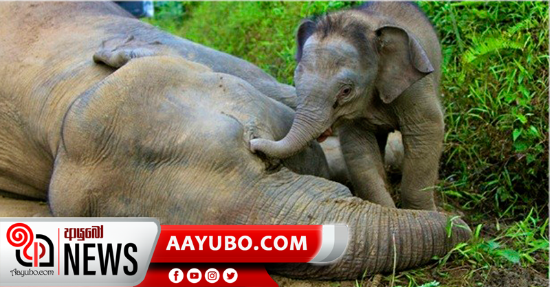 වාර්ෂිකව වැඩියෙන්ම අලි මරණ සිදුවන රට ශ්‍රී ලංකාව