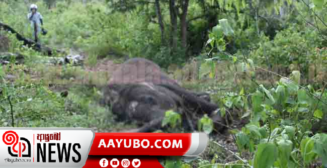තවත් අලි පැටවකුගේ සිරුරක් වව්නියාවෙන් හමුවෙයි