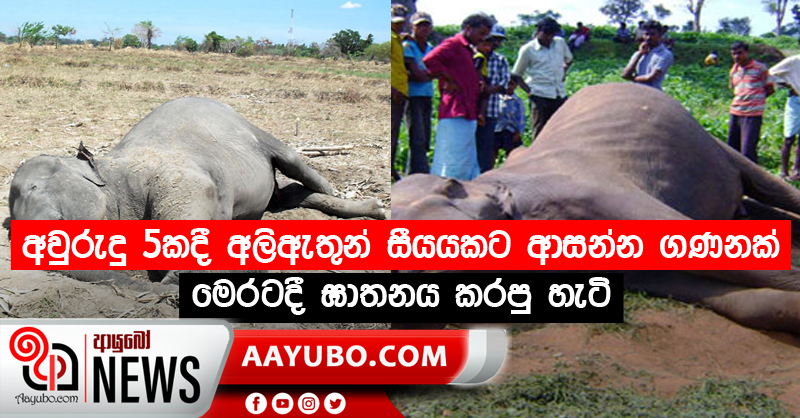 අවුරුදු 5කදී අලිඇතුන් සීයයකට ආසන්න මෙරටදී ඝාතනය කරපු හැටි