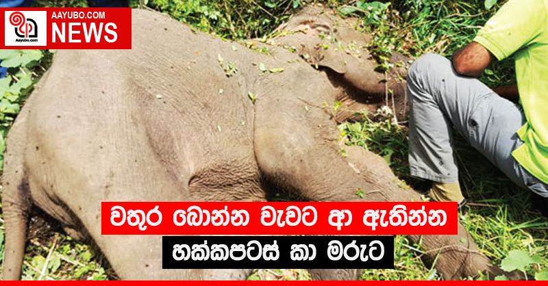 වතුර බොන්න වැවට ආ ඇතින්න හක්කපටස් කා මරුට