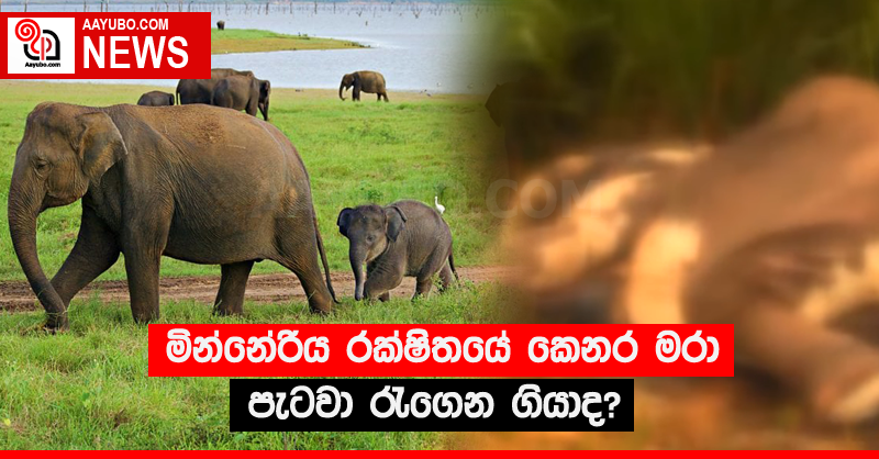 මින්නේරිය රක්‍ෂිතයේ කෙනර මරා පැටවා රැගෙන ගියාද?