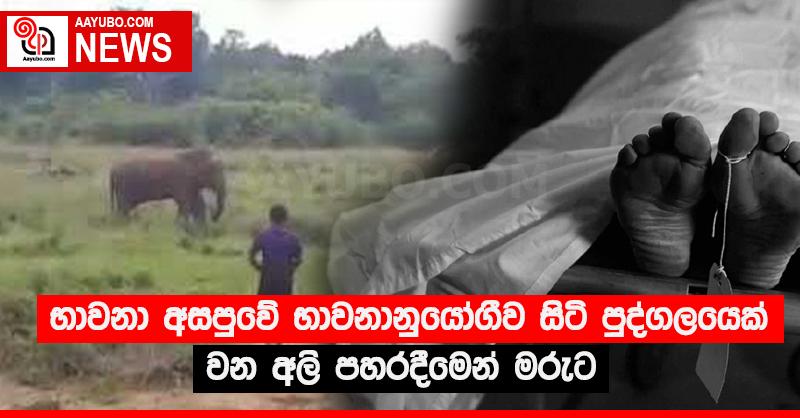 භාවනා අසපුවේ භාවනානුයෝගීව සිටි පුද්ගලයෙක් වන අලි පහරදීමෙන් මරුට