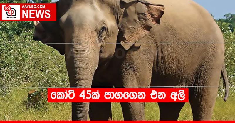 කෝටි 45ක් පාගගෙන එන අලි