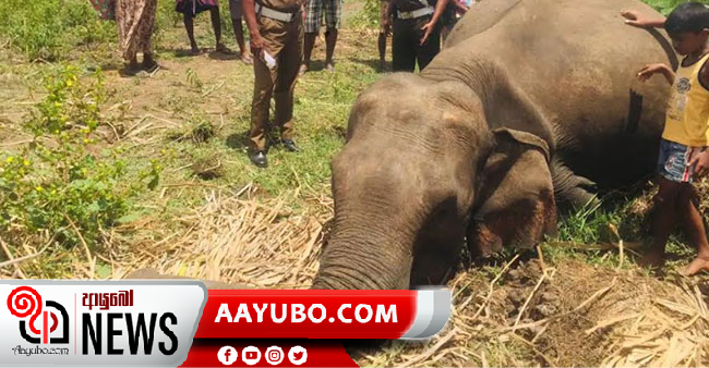 වනඅලි මියයාම තවමත් අභිරහසක් : මළසිරුරු 07ක් හමුවෙයි (PHOTOS)