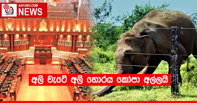අලි වැටේ අලි හොරය කෝපා අල්ලයි
