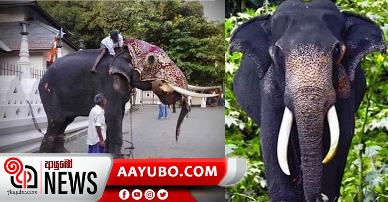 දළදා කරඬුව වැඩම වූ මිල්ලන්ගොඩ පොඩි රාජා ඇතා මිය යයි