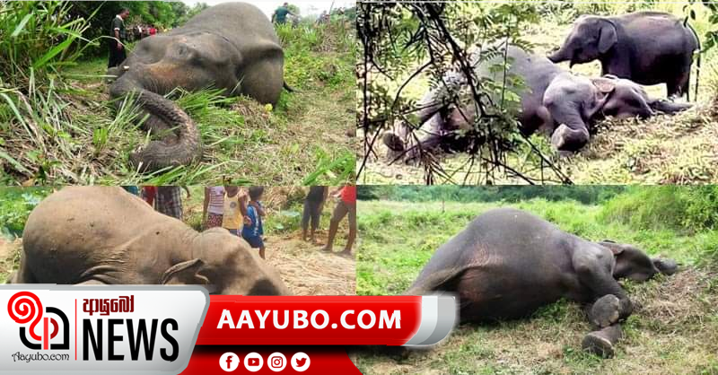 ඇතින්නියන්ගේ මරණ ගැන අලූත් සැකයක්