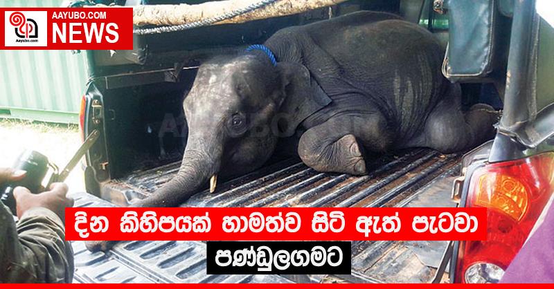 දින කිහිපයක් හාමත්ව සිටි ඇත් පැටවා පණ්ඩුලගමට