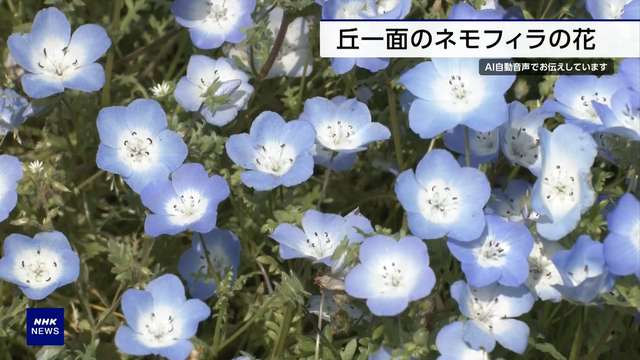 වසන්තය සරසන Nemophila