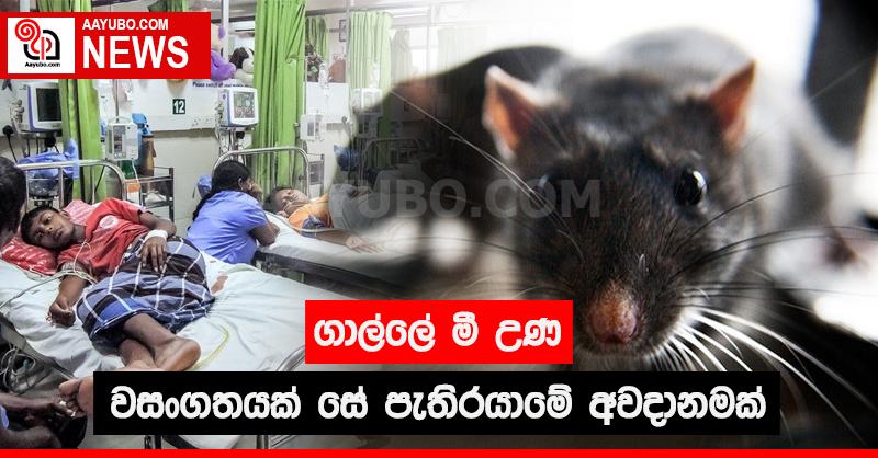 ගාල්ලේ මී උණ වසංගතයක් සේ පැතිරයාමේ අවදානමක්