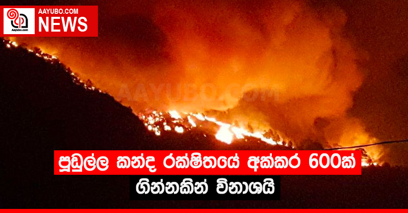 පූඩුල්ල කන්ද රක්ෂිතයේ අක්කර 600ක් ගින්නකින් විනාශයි