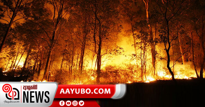 මේ අවුරුද්ද මුලදී පමණක් කැළෑ 129කට ගිනි තබලා!