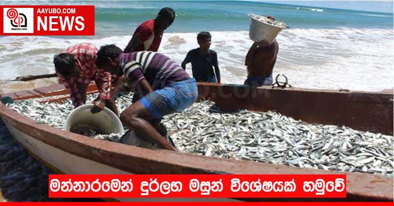 මන්නාරමෙන් දුර්ලභ මසුන් විශේෂයක් හමුවේ