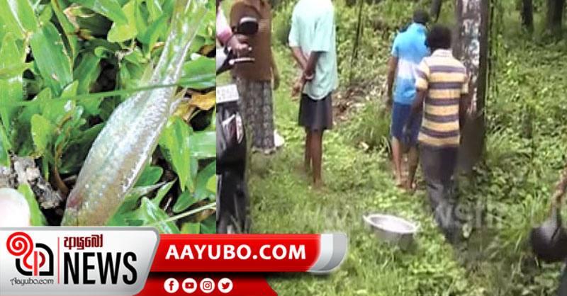 අධික වැසි සමඟ බලපිටියට මාළු වැසි