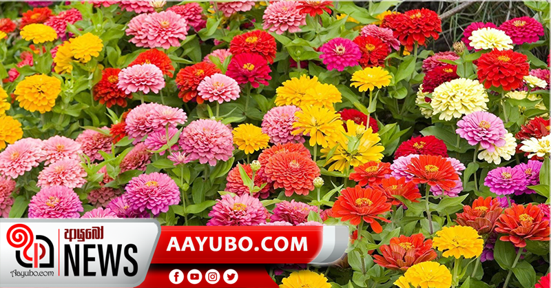 මල් ආනයනය සීමා කෙරේ.....