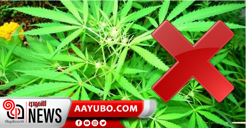 ගංජා නීතිගත කිරීමට  පිරිසක්  එරෙහි වෙයි