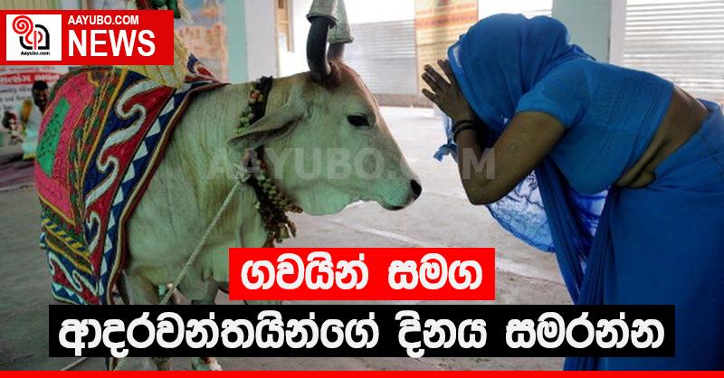 ගවයින් සමග ආදරවන්තයින්ගේ දිනය සමරන්න