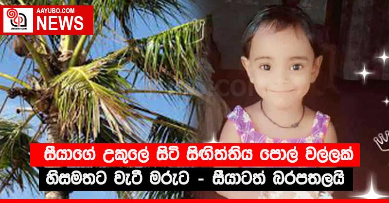 සීයාගේ උකුලේ සිටි සිඟිත්තිය පොල් වල්ලක් හිසමතට වැටී මරුට - සීයාටත් බරපතලයි