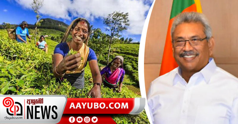 වතු කම්කරු දෛනික වැටුප රු.1000 මාර්තු පළමු වැනිදා සිට...