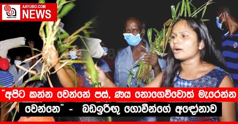 “අපිට කන්න වෙන්නේ පස්, ණය නොගෙව්වොත් මැරෙන්න වෙන්නෙ”  බඩඉරිඟු‍ ගොවීන්ගේ අඳෝනාව