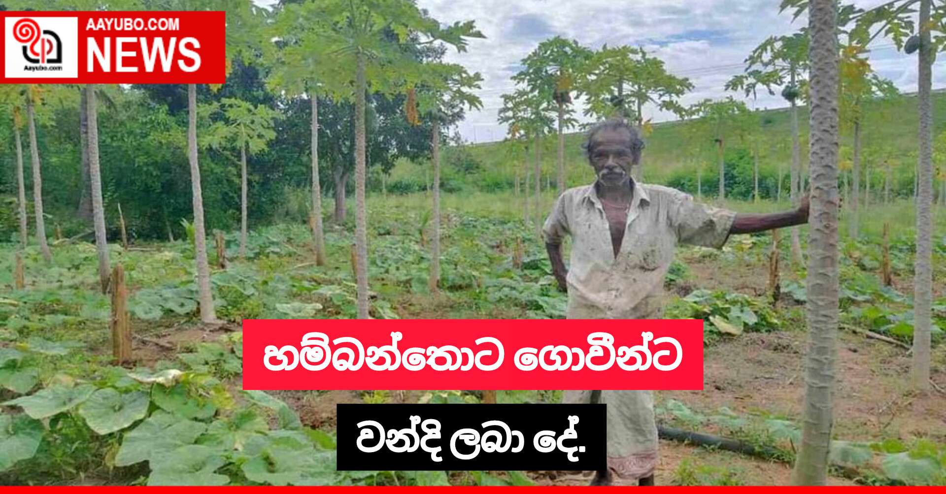 හම්බන්තොට ගොවීන්ට වන්දි ලබා දේ.