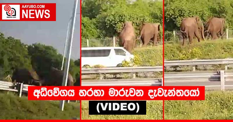 අධිවේගය හරහා මාරුවන දැවැන්තයෝ   (VIDEO)