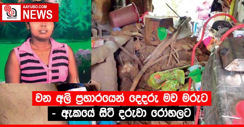 වන අලි ප්‍රහාරයෙන් දෙදරු මව මරුට - ඇකයේ සිටි දරුවා රෝහලට