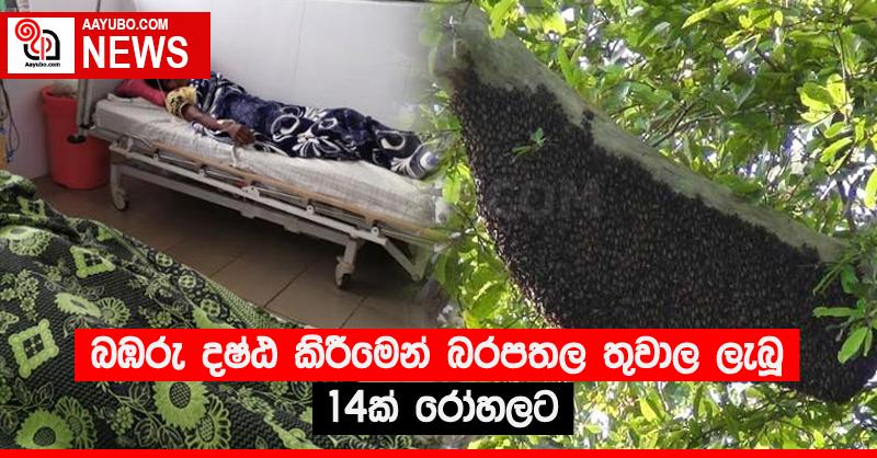 බඹරු දෂ්ඨ කිරීමෙන් බරපතල තුවාල ලැබූ 14ක් රෝහලට