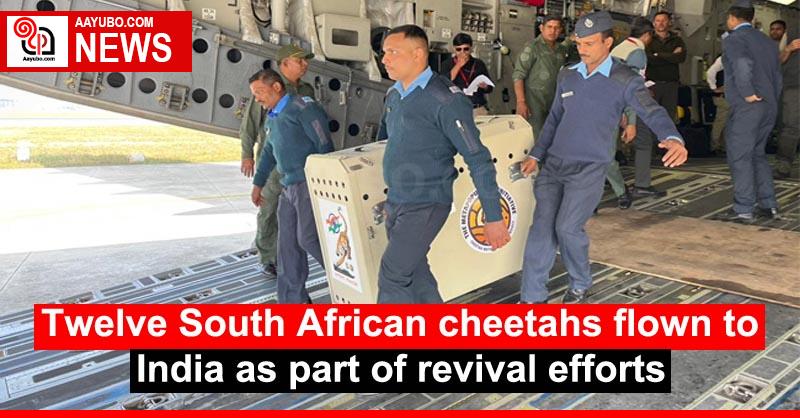 Twelve South African cheetahs flown to India as part of revival efforts
