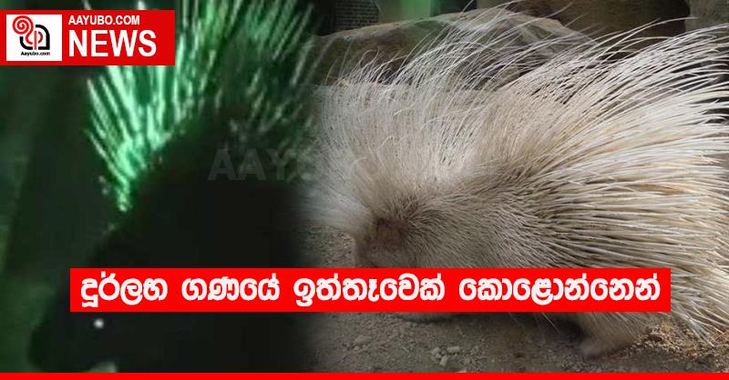දුර්ලභ ගණයේ ඉත්තෑවෙක් කොළොන්නෙන්