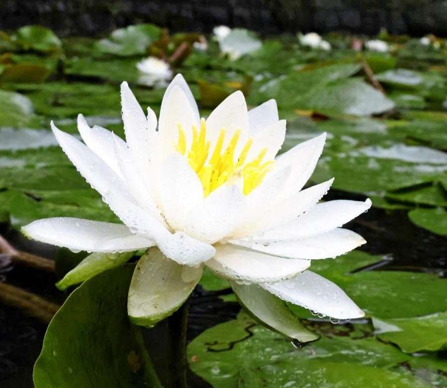 කොරකුවෙන් උද්‍යානය සරසන සුදු මානෙල්