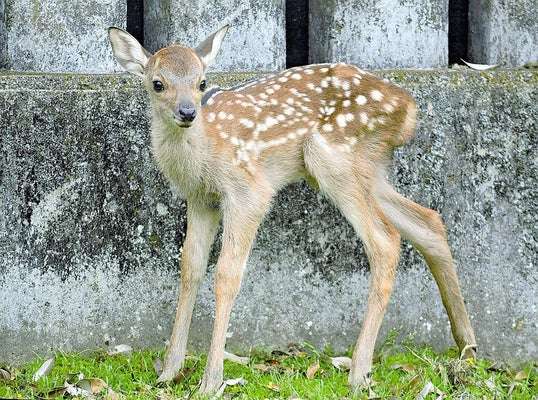 Kurinosato Park ගොවිපලේ මුවන් 20ක් විකිණීමට තීරණයක් 